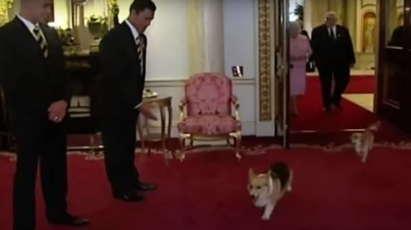 イギリス ロンドン エリザベス女王 ロイヤルコーギー 調味料入れ 新品